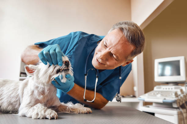 Best Emergency Dental Care for Broken or Chipped Teeth in Mount Ayr, IA
